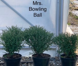 Thuja Mr. Bowlingball C3
